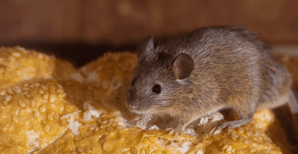 dératiseur à Bondues