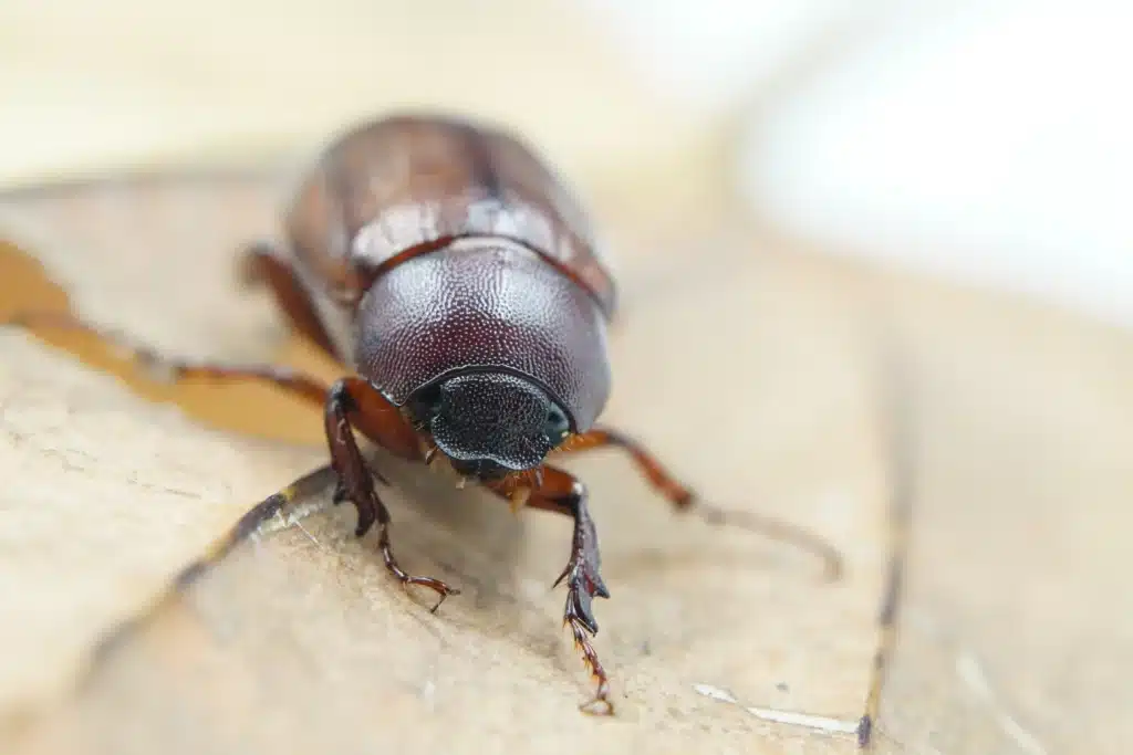 désinsectisation Tourcoing