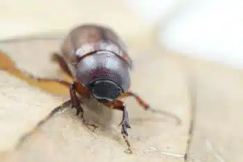 désinsectisation Tourcoing