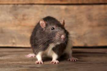 Rats dans une cave à Halluin