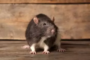 Rats dans une cave à Halluin