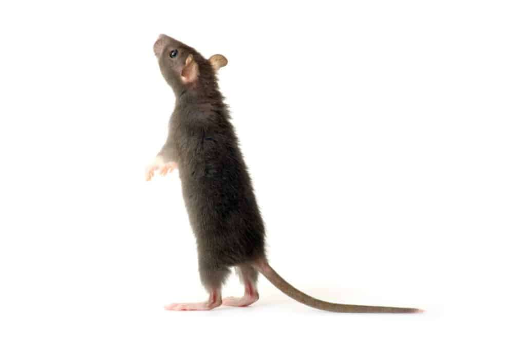 Audit sanitaire parasitaire à Tourcoing