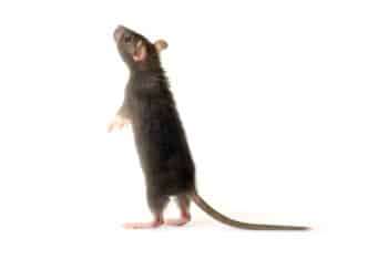 Audit sanitaire parasitaire à Tourcoing