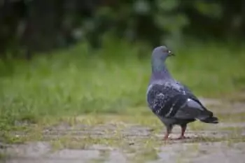 dépigeonnage Wattrelos