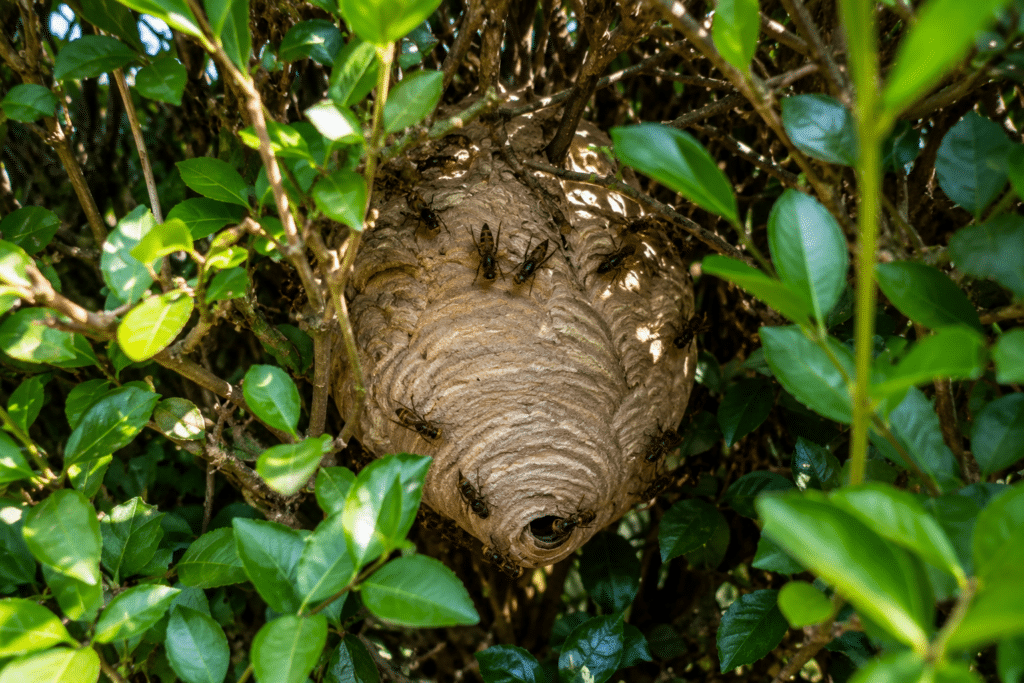 Nid de frelons asiatiques dans une haie à Halluin