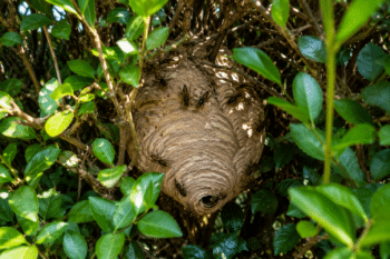 Nid de frelons asiatiques dans une haie à Halluin