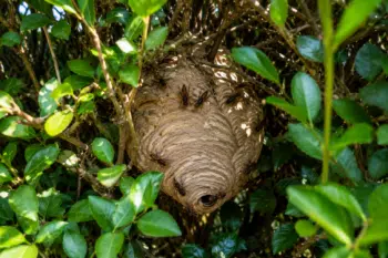 Nid de frelons asiatiques dans une haie à Halluin